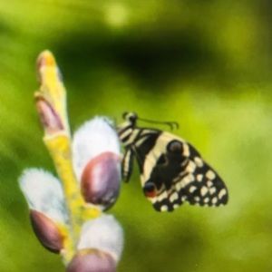 Meet your Posher, Hadassah